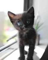 gatito negro con ojos azules