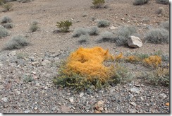 Shoshone Rhyolite (13)