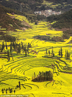 Pemandangan Lautan Bunga Kuning Di China [ www.BlogApaAja.com ]