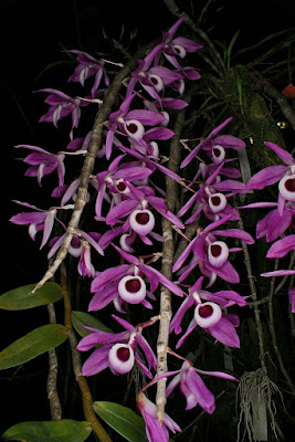 Dendrobium lituiflorum care and culture