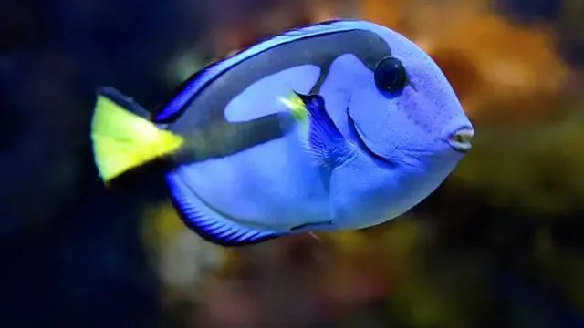 blue tang