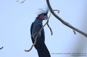 Birding trip report from Waigeo island