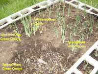 Garlic and Onions in New Garden