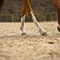 8 tips to keep your horse's feet healthy between farrier visits