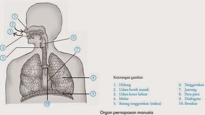 Biologi itu Menyenangkan SISTEM PERNAPASAN 