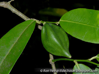 Mangrove Lime (Merope angulata)