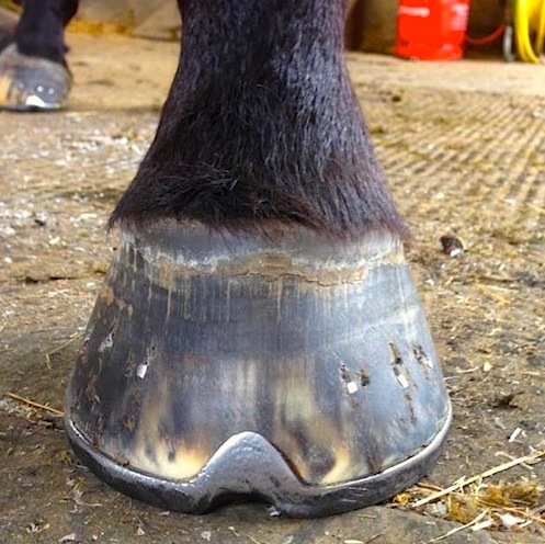 event horse hoof shod by Paul Goddard