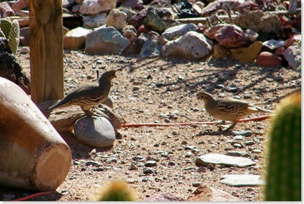 Gambrel quail