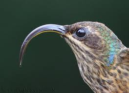 Buff-tailed Sicklebill, Eutoxeres Condamini, Bird of Paradise