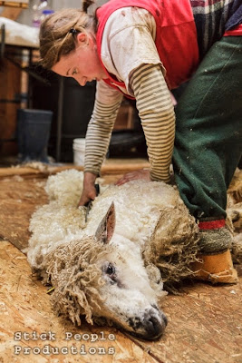 Sheep Shearing - (c) Stick People Productions / Kelly Doering