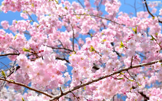 Gambar Bunga Sakura Paling cantik di Jepang 9000