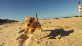 Cute dogs - part 8 (50 pics), puppy running on the beach