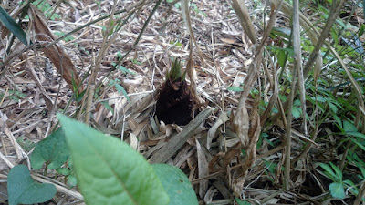 タケノコ掘り・狩り。次々にタケノコ現る