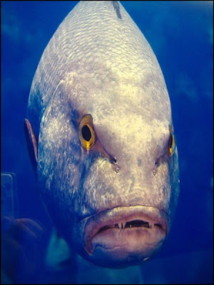 fish with face