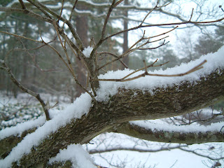 Snow in teh dogwood up front