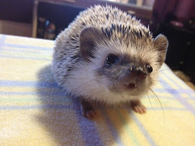 dracula hedgehog, funny animal pictures, animal photos, funny animals
