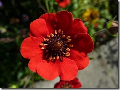 geum