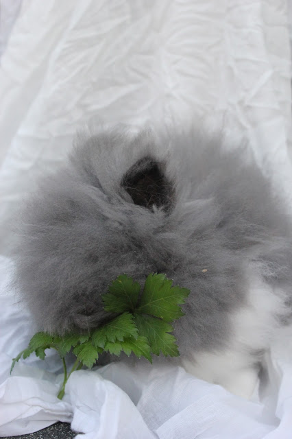 lapin nain angora