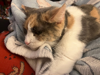 calico cat on a blanket
