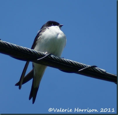 17 housemartin