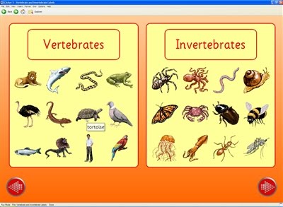 Science 5th grade Primary: Vertebrate and Invertebrate Animals