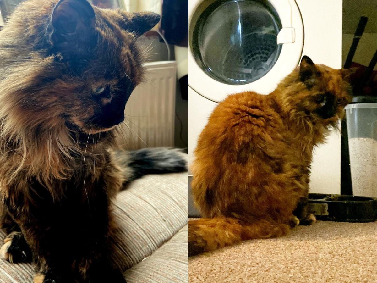 Rosie the 31-year-old Fluffy Tortoiseshell Cat