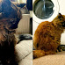 This 31-Year-Old Fluffy Tortoiseshell Cat Could Be The World's Oldest