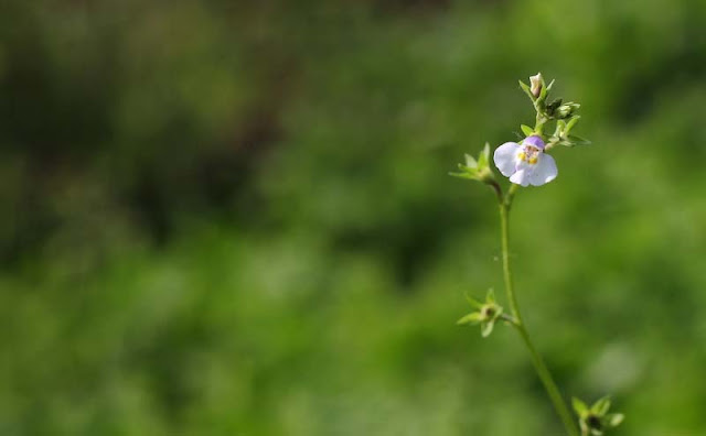 Mazus Japonicus Flowers Pictures