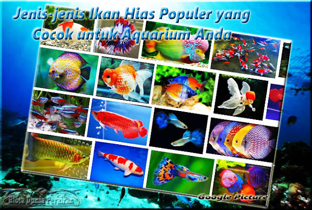 Jenis Ikan Hias Populer untuk Aquarium