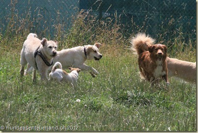 IMG_0027 - Copy