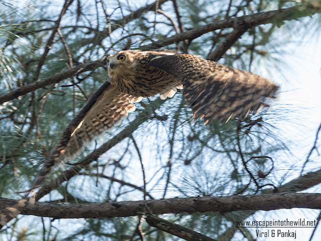 Tawny Fish Owl