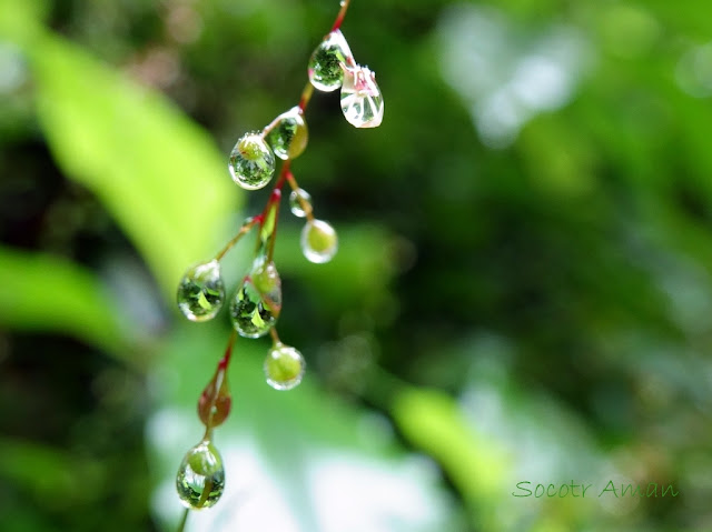 Circaea erubescens