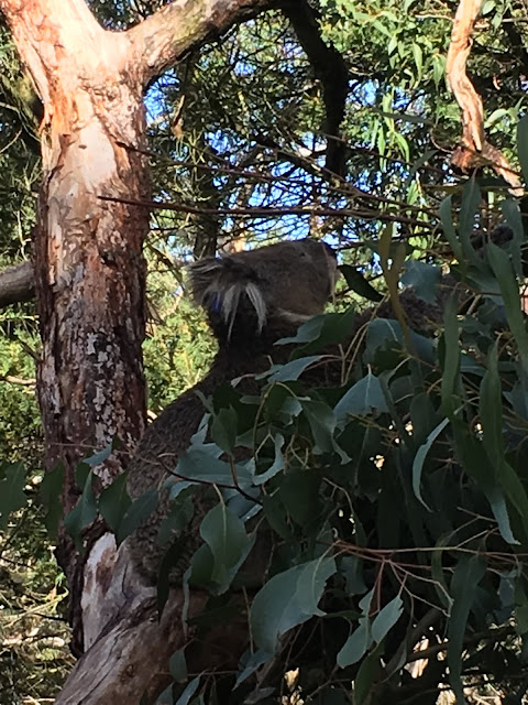 Koala Conservation Centre Phillip island Melbourne Australia