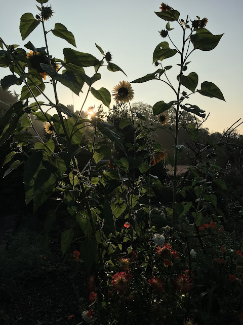 sunflowers in morning light