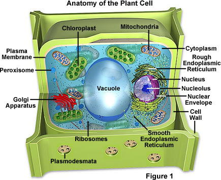 overview of plant cell. Play this Cell Quiz.