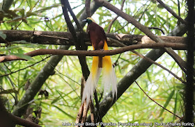 Lesser Birds of Paradise (Paradisaea minor)