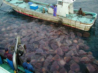 jepun, foto, gambar, obor-obor gergasi, raksasa, serang, jepun,bencana tahunan, perikanan, pemangsa, kaji selidik, uya, ikan, makan, meningkat, kawasan, laut jepun, nelayan