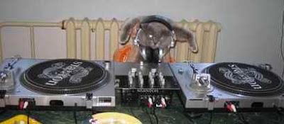 Funny Dj Cat