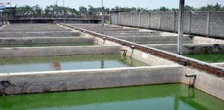 kolam beton ikan gabus