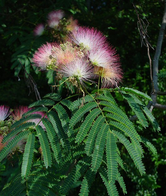  ئەلبیزیا ،  ألبيزيا ، ألبيزيا زهرة الحرير، اللبخ ، دقن الباشا Silk plants، Silk trees ، Sirises ، Persian Silk Tree