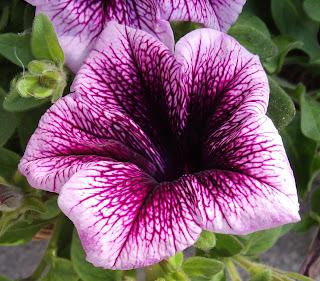 Petunia hybrida Vilm