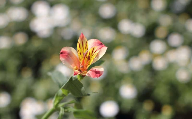 Peruvian Lily Flowers Pictures