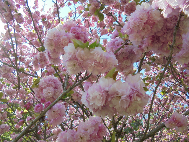 牡丹桜は重いので自然に垂れ下がり下を向きます