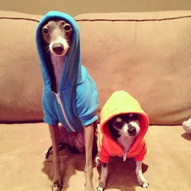 Cute dogs - part 3 (50 pics), dogs wear hoodies