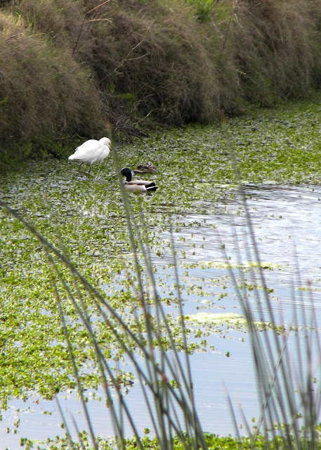 Egret and duck