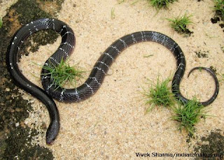 करैत (Common Krait / Bungarus caeruleus)