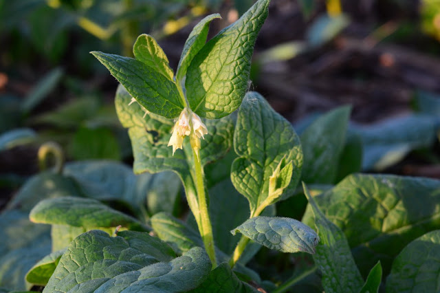 Symphytum tuberosum