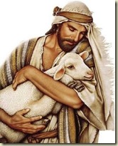 shep-sheep-8