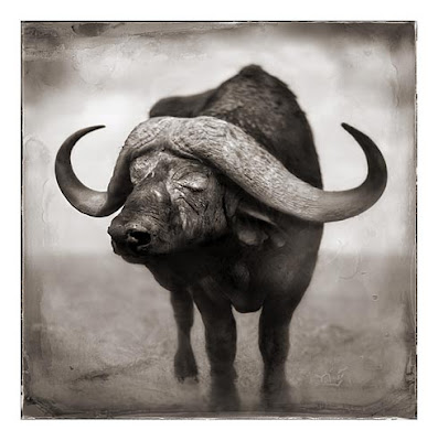 Buffalo Wild Animal Picture