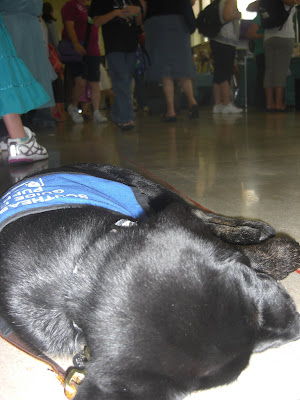 Close up of Rudy sleeping - with lots of people walking around in the background